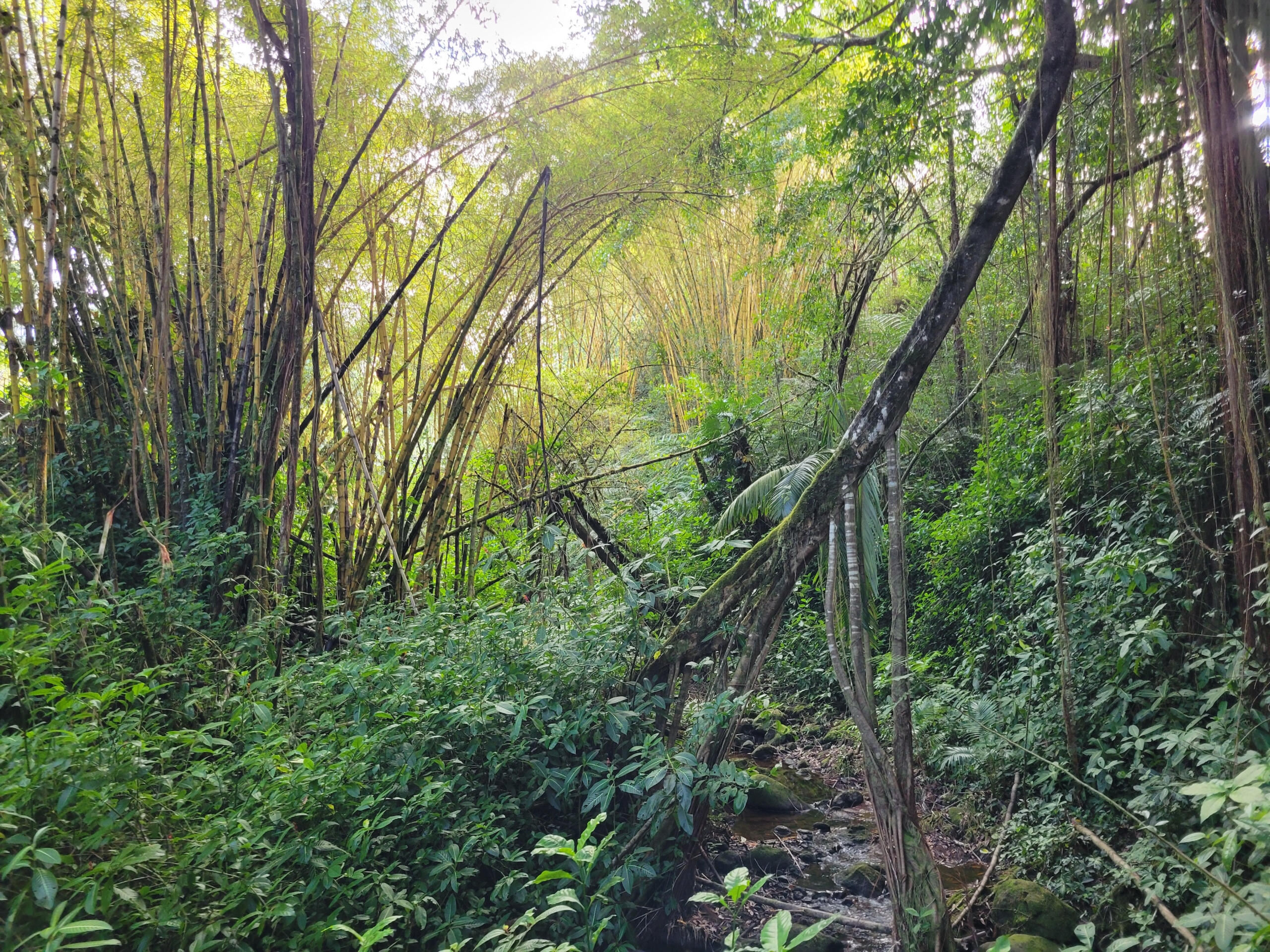 Hawaiian Earth Hawaiian Earth